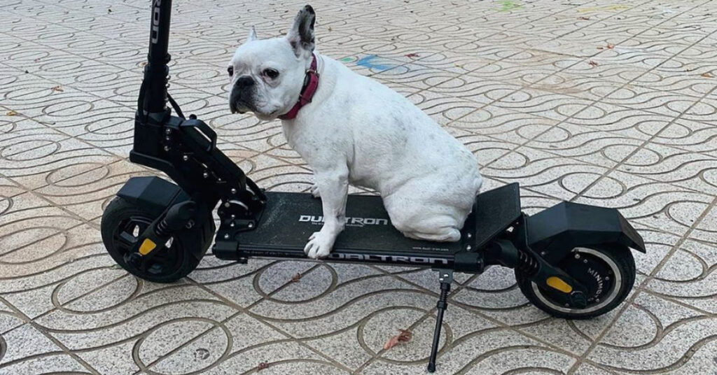 a dog sitting on a dualtron thunder electric scooter.