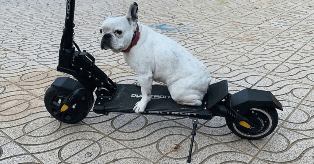 little dog sitting on the electric scooter