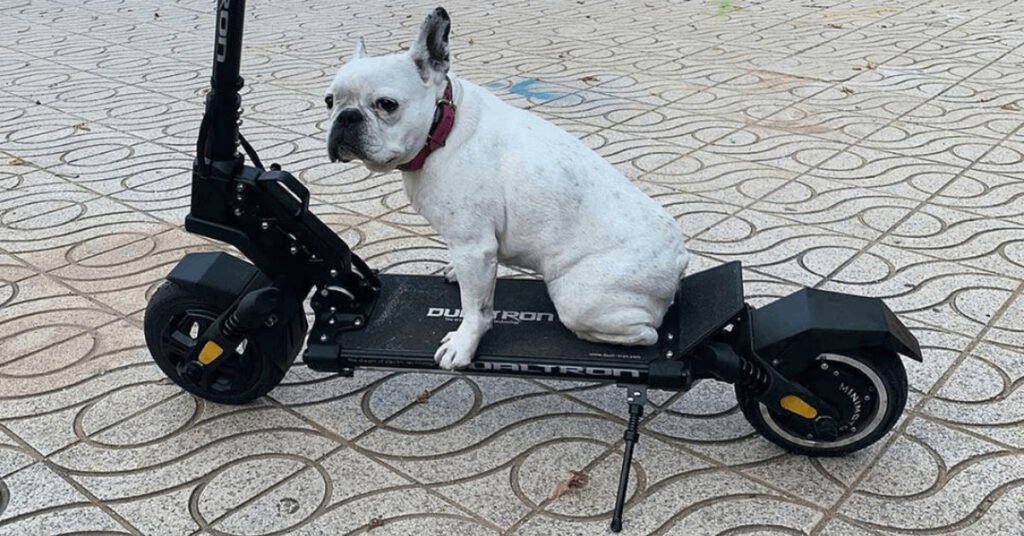 little dog sitting on the electric scooter