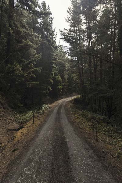 empty dirt road inside the forest